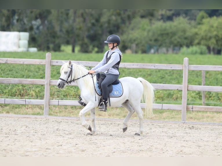 Meer ponys/kleine paarden Ruin 11 Jaar 116 cm Wit in Pepingen