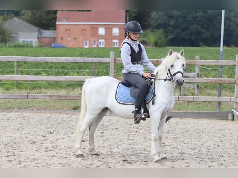 Meer ponys/kleine paarden Ruin 11 Jaar 116 cm Wit in Pepingen