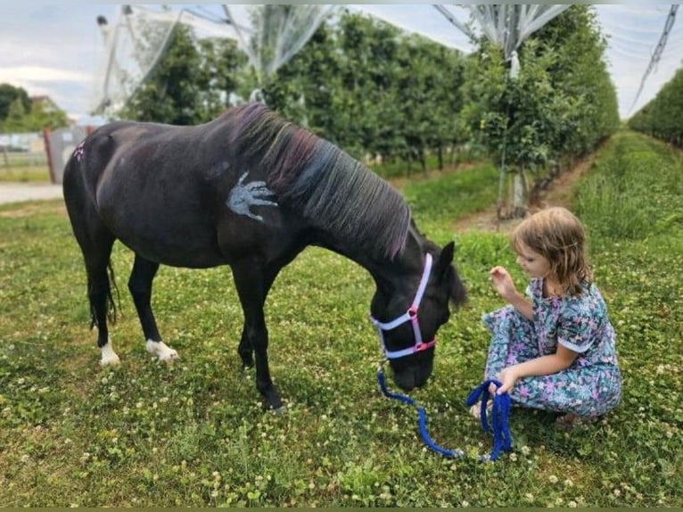 Meer ponys/kleine paarden Ruin 11 Jaar 122 cm Zwart in Kressbronn am Bodensee