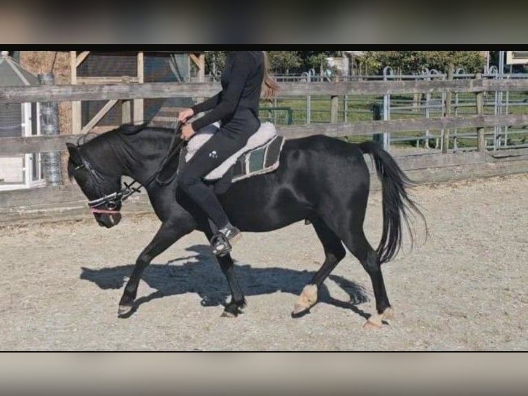 Meer ponys/kleine paarden Ruin 11 Jaar 122 cm Zwart in Kressbronn am Bodensee