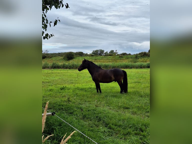Meer ponys/kleine paarden Ruin 11 Jaar 128 cm Donkerbruin in Waldbr&#xF6;l