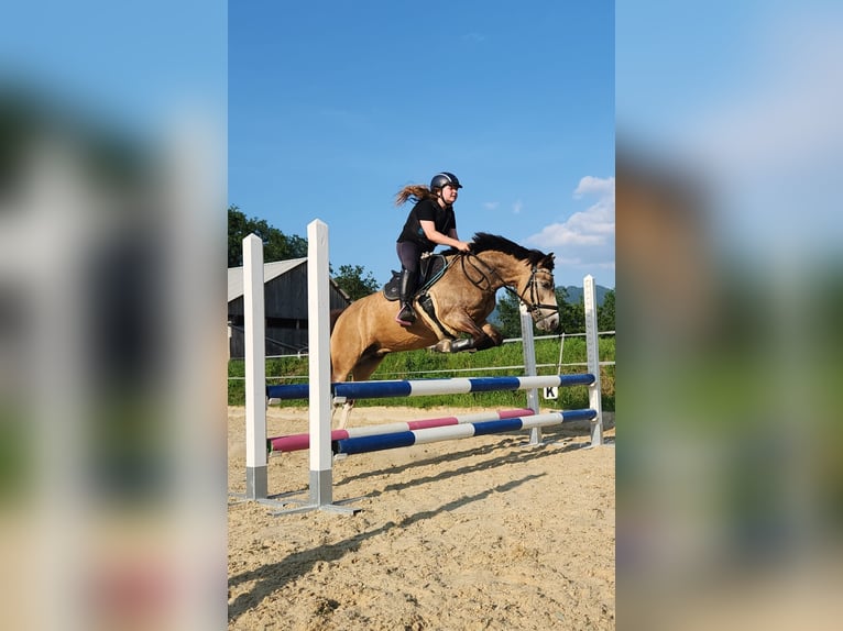 Meer ponys/kleine paarden Ruin 11 Jaar 130 cm Buckskin in Leoben