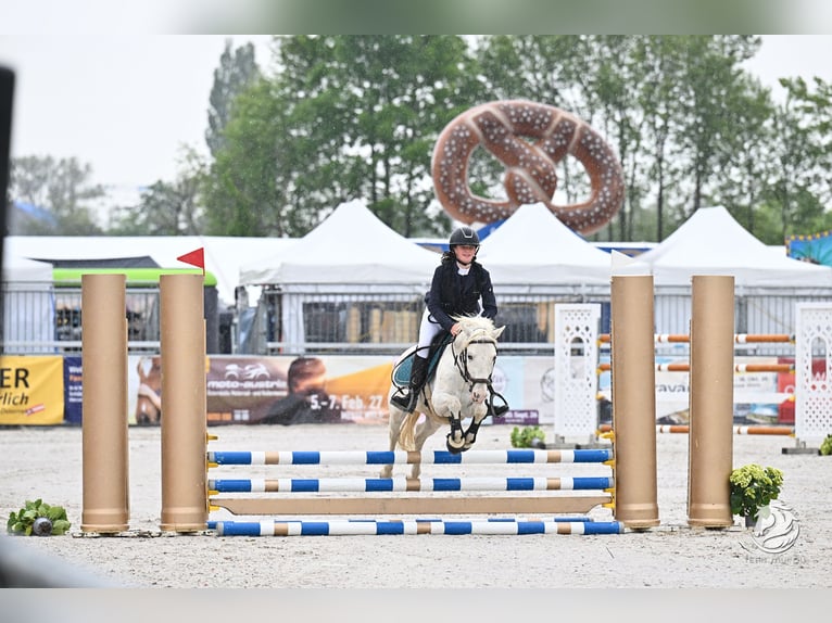 Meer ponys/kleine paarden Ruin 11 Jaar 135 cm Schimmel in Schlins