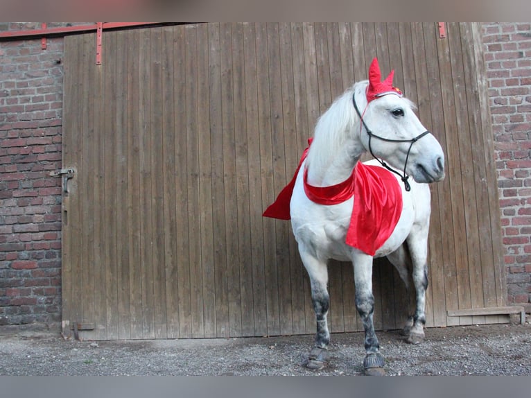 Meer ponys/kleine paarden Ruin 11 Jaar 136 cm Schimmel in Krefeld