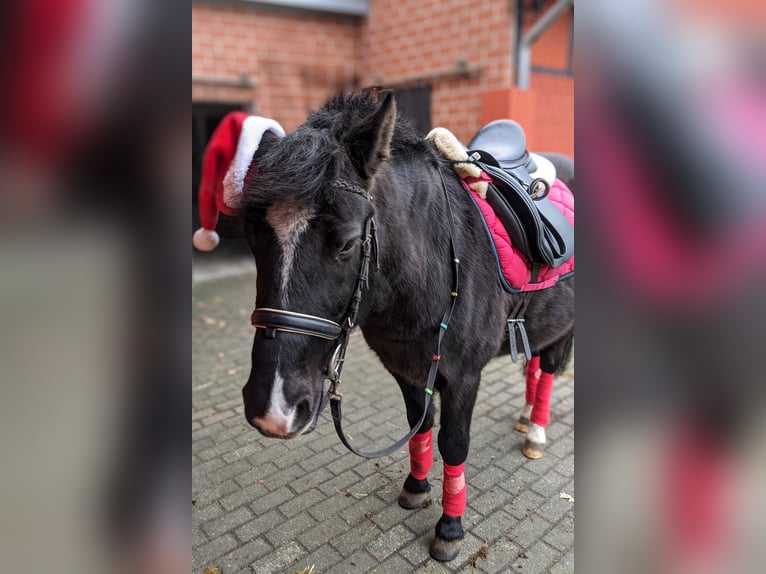 Meer ponys/kleine paarden Mix Ruin 11 Jaar 137 cm Bruin in Delbrück