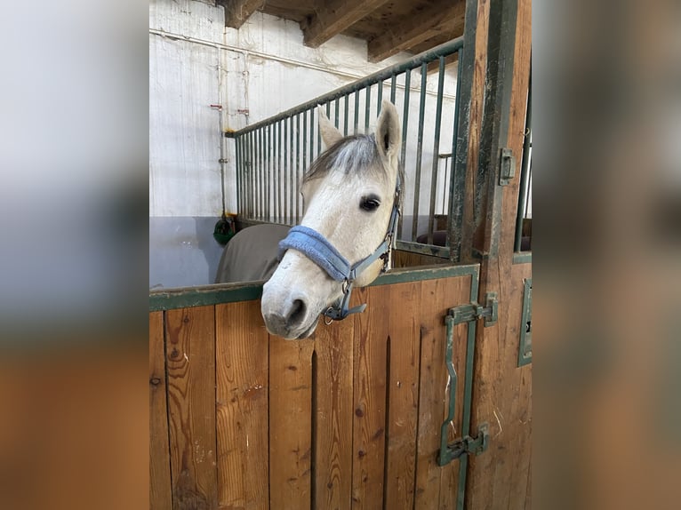 Meer ponys/kleine paarden Ruin 11 Jaar 142 cm Schimmel in Weistrach