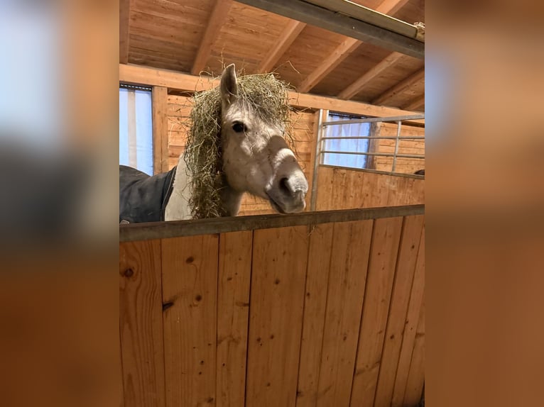 Meer ponys/kleine paarden Ruin 11 Jaar 142 cm Schimmel in Weistrach