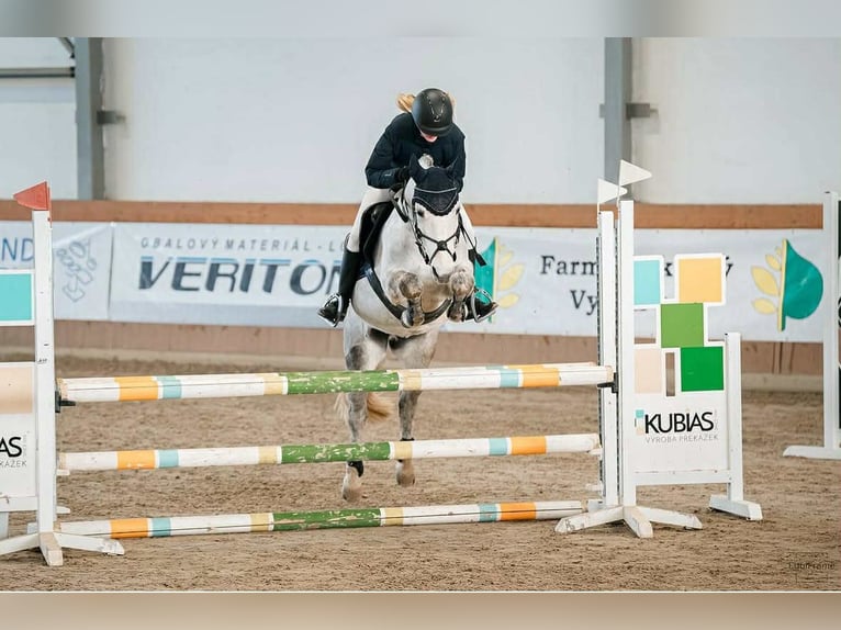 Meer ponys/kleine paarden Ruin 11 Jaar 143 cm Schimmel in Prag