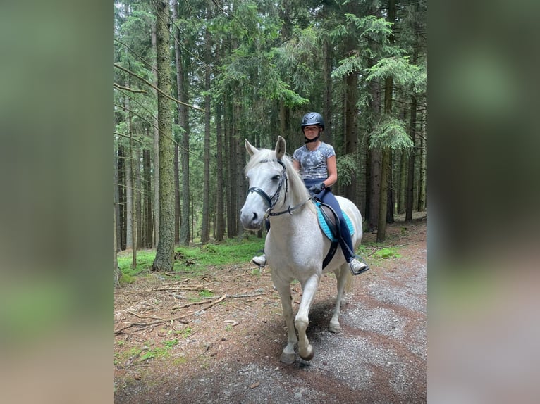 Meer ponys/kleine paarden Mix Ruin 11 Jaar 145 cm Schimmel in Obdach