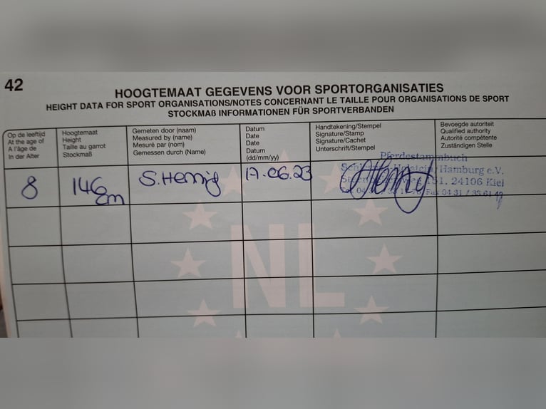 Meer ponys/kleine paarden Ruin 11 Jaar 146 cm Vos in Zülow