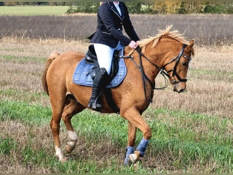 Meer ponys/kleine paarden Ruin 11 Jaar 146 cm Vos in Zülow