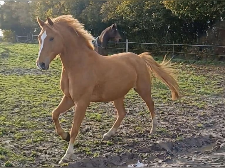 Meer ponys/kleine paarden Ruin 11 Jaar 146 cm Vos in Zülow