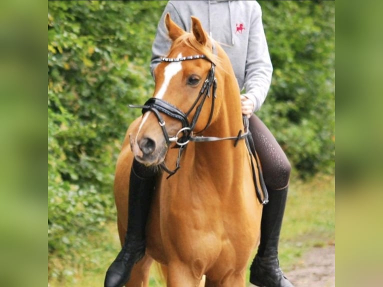 Meer ponys/kleine paarden Ruin 11 Jaar 146 cm Vos in Zülow