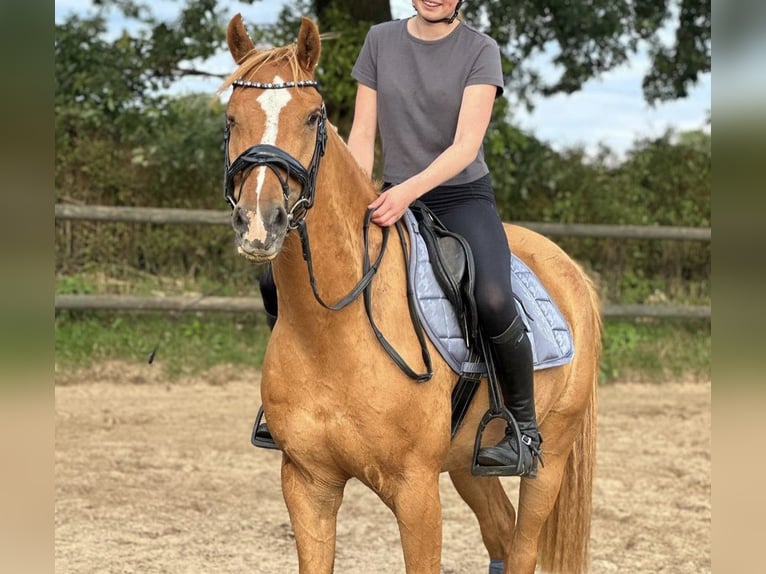 Meer ponys/kleine paarden Ruin 11 Jaar 146 cm Vos in Zülow