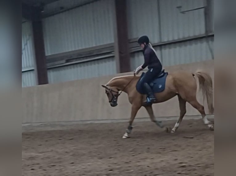 Meer ponys/kleine paarden Ruin 11 Jaar 146 cm Vos in Zülow