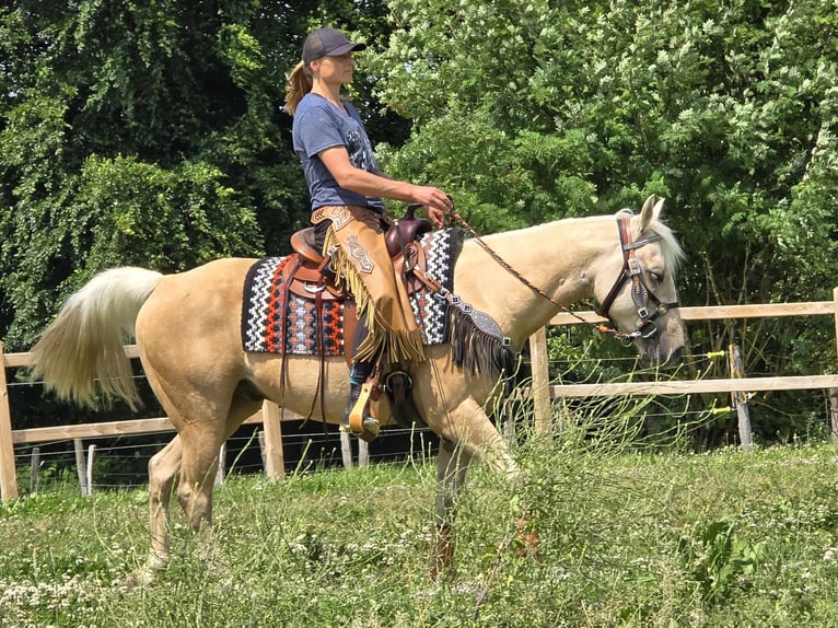 Meer ponys/kleine paarden Ruin 11 Jaar 148 cm Palomino in Linkenbach