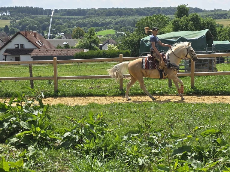 Meer ponys/kleine paarden Ruin 11 Jaar 148 cm Palomino in Linkenbach