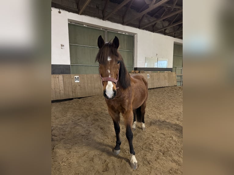 Meer ponys/kleine paarden Mix Ruin 11 Jaar 152 cm Bruin in Karlshuld