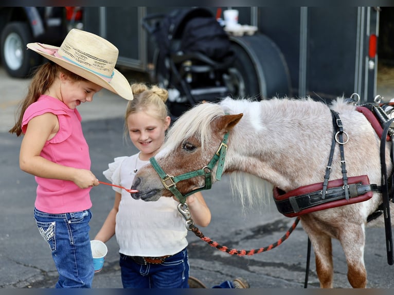 Meer ponys/kleine paarden Ruin 11 Jaar 89 cm Gevlekt-paard in Sedalia