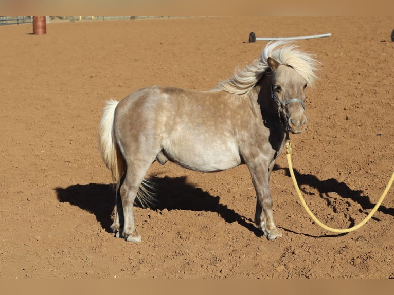 Meer ponys/kleine paarden Ruin 11 Jaar 89 cm  in Edgewood