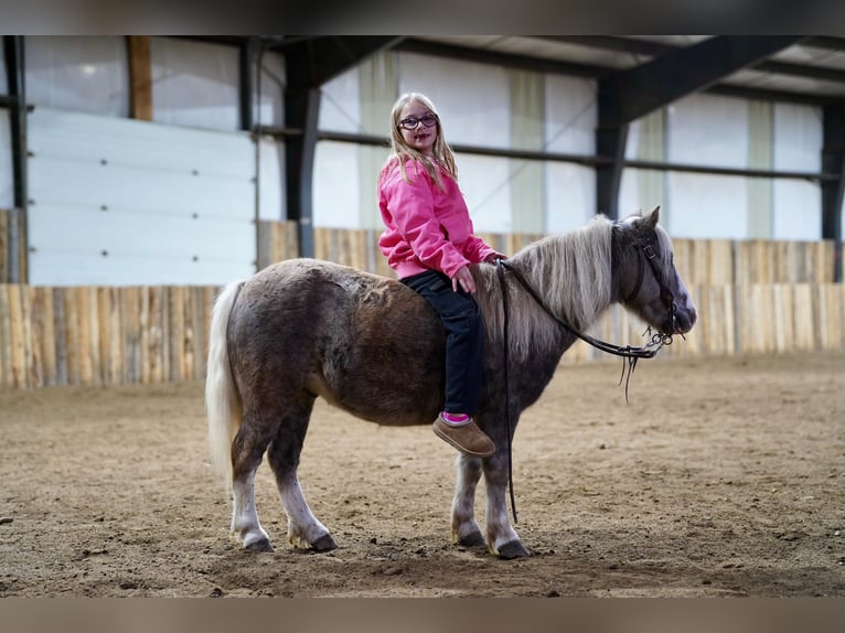 Meer ponys/kleine paarden Ruin 11 Jaar 91 cm Schimmel in Corsica