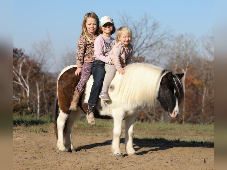 Meer ponys/kleine paarden Ruin 11 Jaar 95 cm Gevlekt-paard in Bellevue