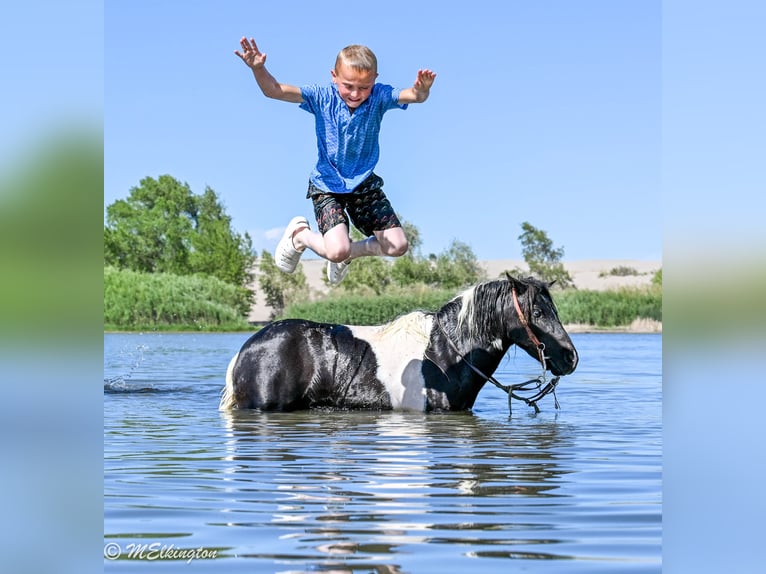 Meer ponys/kleine paarden Ruin 11 Jaar 97 cm Gevlekt-paard in Rigby