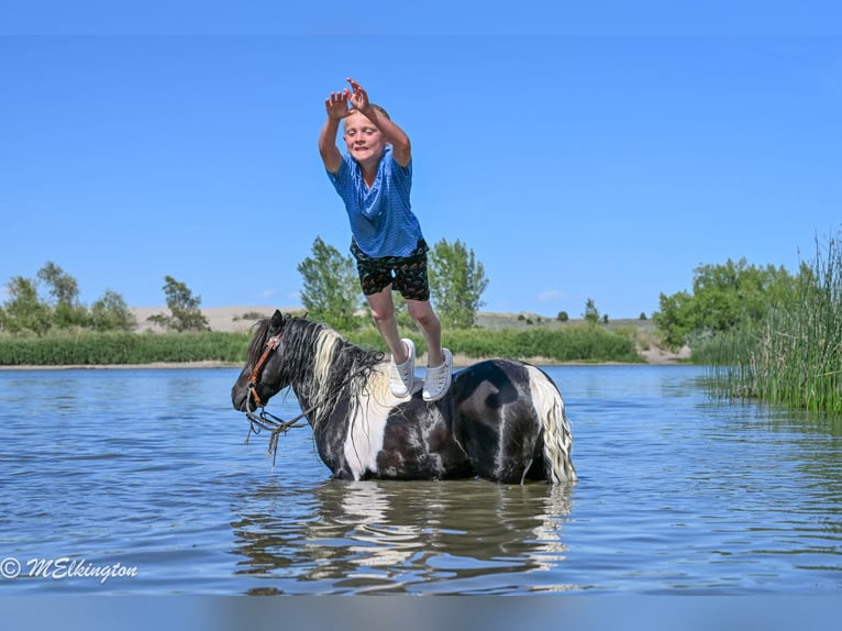 Meer ponys/kleine paarden Ruin 11 Jaar 97 cm Gevlekt-paard in Rigby
