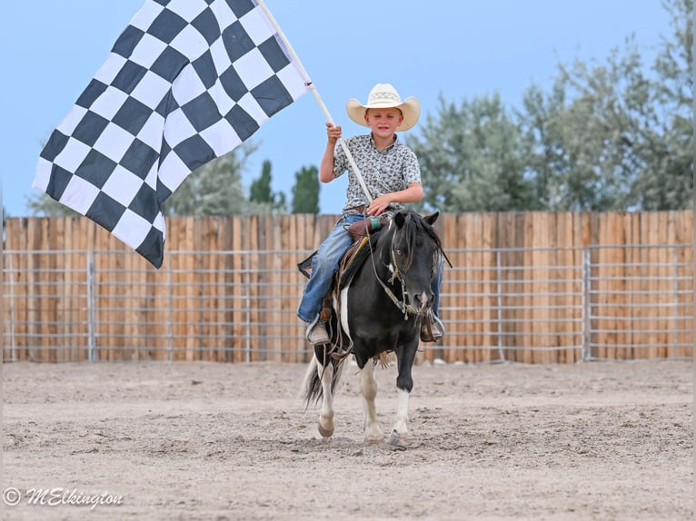 Meer ponys/kleine paarden Ruin 11 Jaar 97 cm Gevlekt-paard in Rigby
