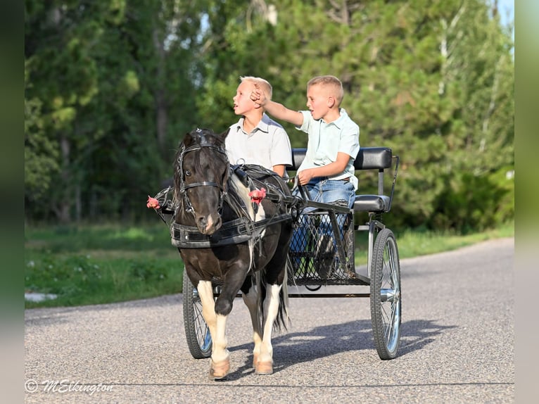 Meer ponys/kleine paarden Ruin 11 Jaar 97 cm Gevlekt-paard in Rigby