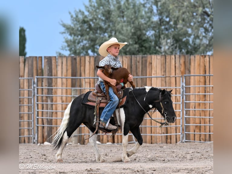 Meer ponys/kleine paarden Ruin 11 Jaar 97 cm Gevlekt-paard in Rigby