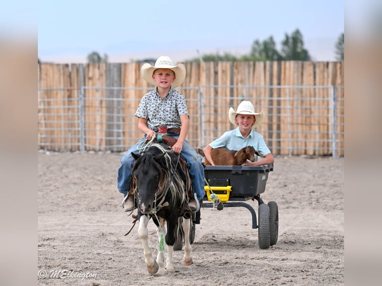 Meer ponys/kleine paarden Ruin 11 Jaar 97 cm Gevlekt-paard in Rigby