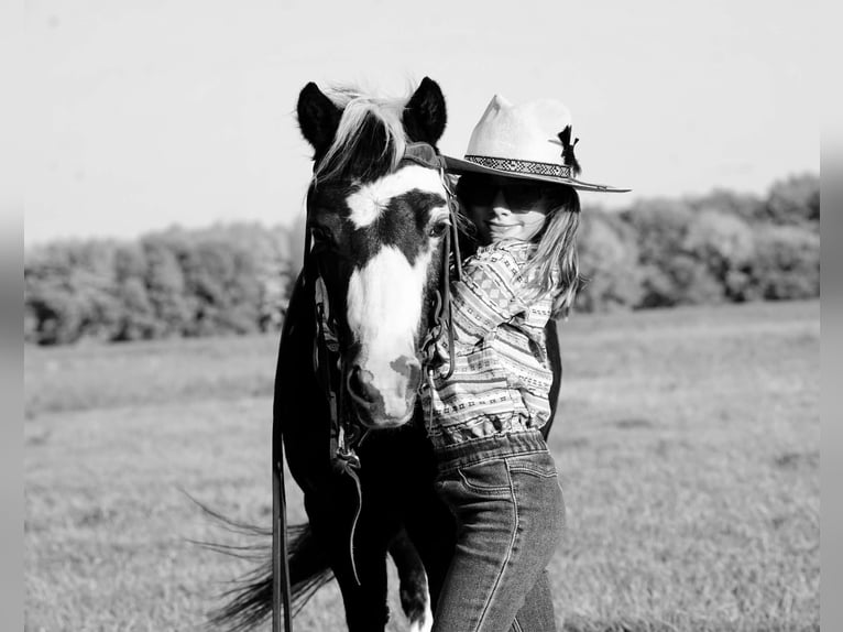 Meer ponys/kleine paarden Ruin 12 Jaar 102 cm Gevlekt-paard in Brandon