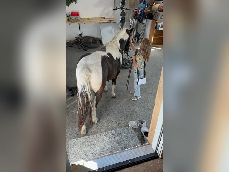 Meer ponys/kleine paarden Ruin 12 Jaar 102 cm Gevlekt-paard in Brandon