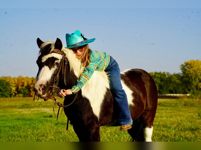 Meer ponys/kleine paarden Ruin 12 Jaar 102 cm Gevlekt-paard in Brandon