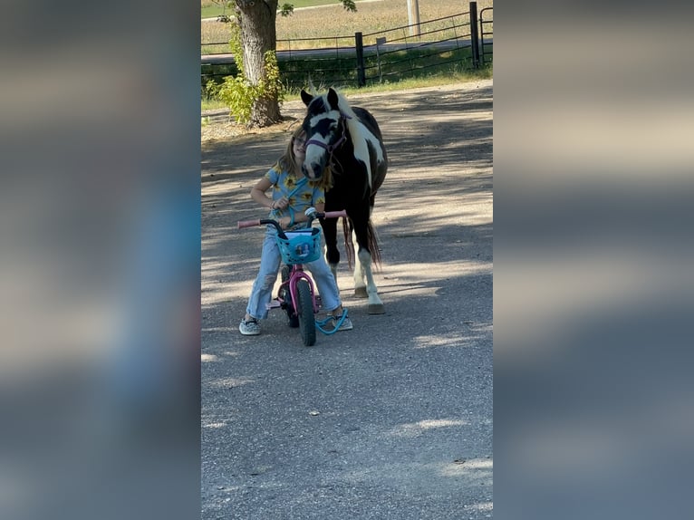 Meer ponys/kleine paarden Ruin 12 Jaar 102 cm Gevlekt-paard in Brandon