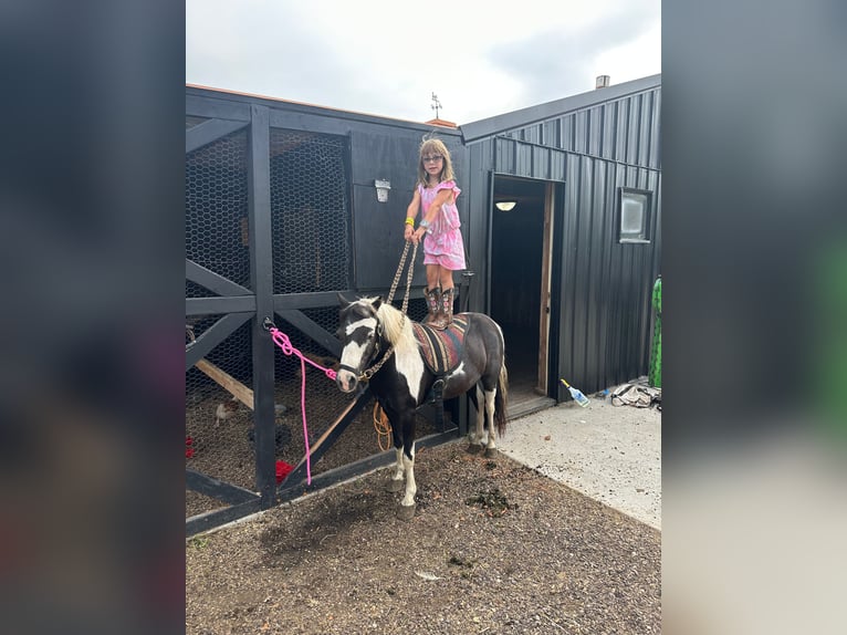 Meer ponys/kleine paarden Ruin 12 Jaar 102 cm Gevlekt-paard in Brandon