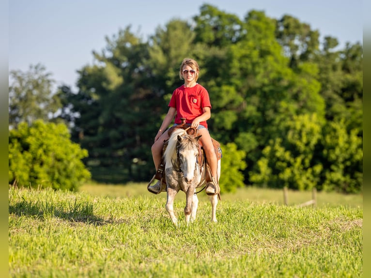 Meer ponys/kleine paarden Ruin 12 Jaar 102 cm Gevlekt-paard in Ewing