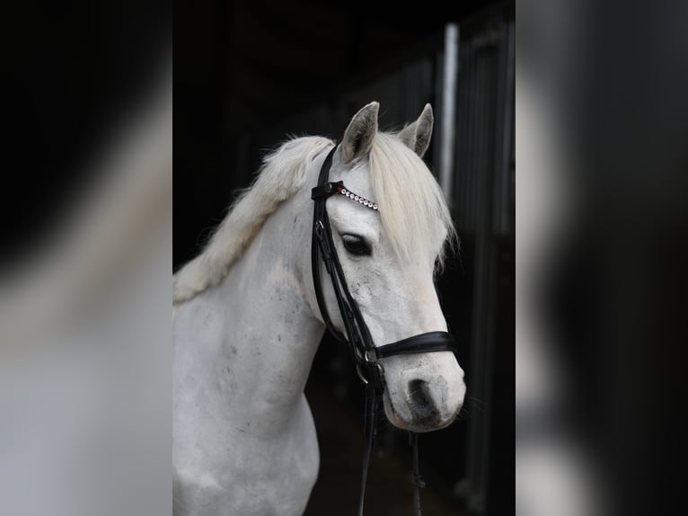 Meer ponys/kleine paarden Ruin 12 Jaar 116 cm Gevlekt-paard in Geilenkirchen