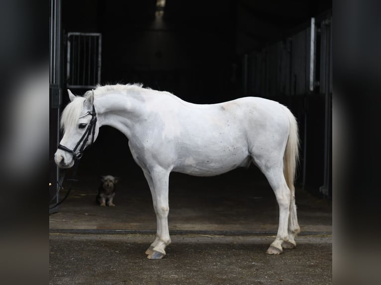 Meer ponys/kleine paarden Ruin 12 Jaar 116 cm Gevlekt-paard in Geilenkirchen