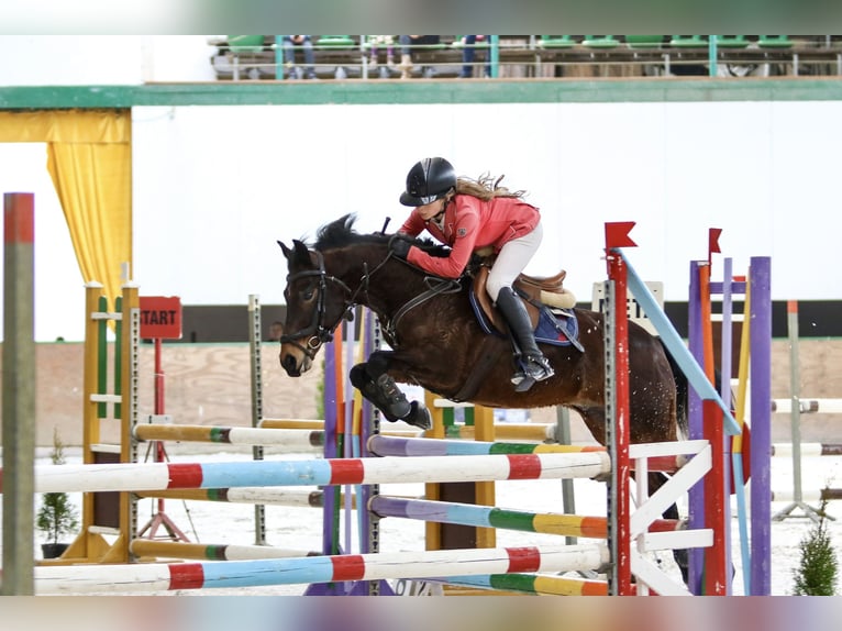 Meer ponys/kleine paarden Ruin 12 Jaar 136 cm Roodbruin in Murowana Goślina