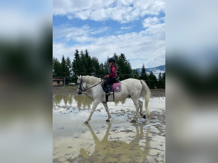 Meer ponys/kleine paarden Mix Ruin 12 Jaar 145 cm Schimmel in Obdach