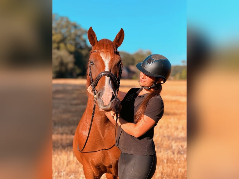 Meer ponys/kleine paarden Ruin 12 Jaar 147 cm Vos in Badbergen