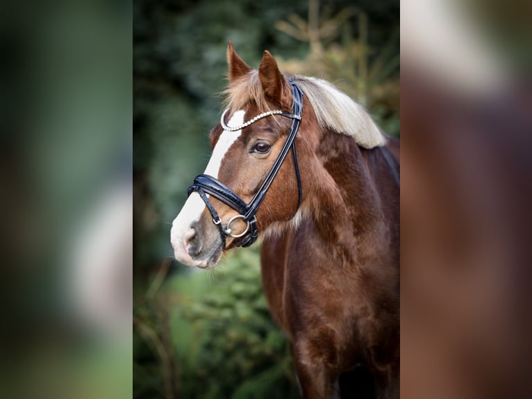 Meer ponys/kleine paarden Ruin 12 Jaar 148 cm Donkere-vos in Mülheim an der Ruhr