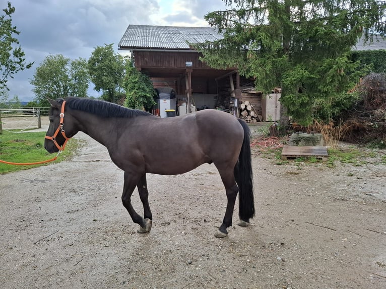 Meer ponys/kleine paarden Ruin 12 Jaar 150 cm Zwart in Massing