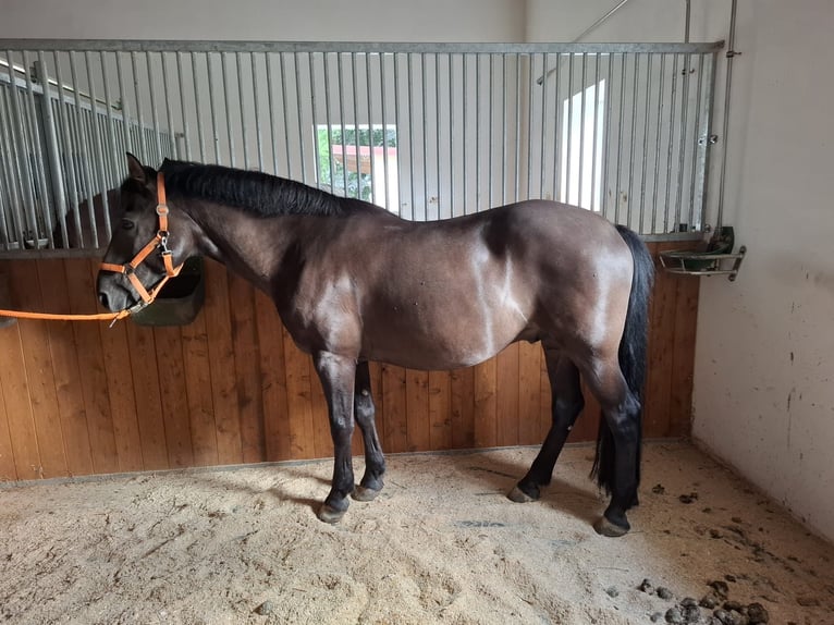 Meer ponys/kleine paarden Ruin 12 Jaar 150 cm Zwart in Massing