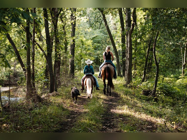 Meer ponys/kleine paarden Ruin 12 Jaar 91 cm Gevlekt-paard in Orrville