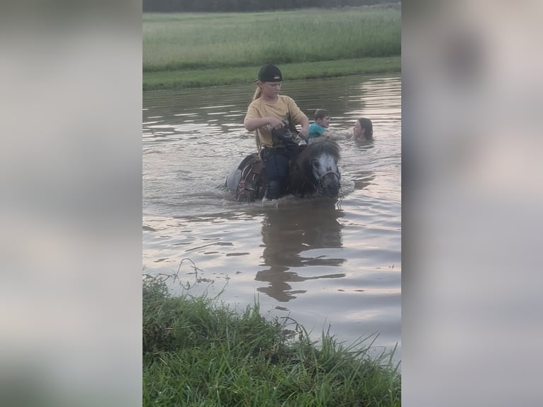 Meer ponys/kleine paarden Ruin 12 Jaar 91 cm Roan-Blue in Bloomburg