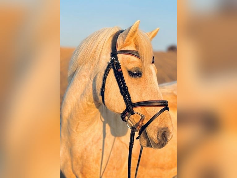 Meer ponys/kleine paarden Ruin 12 Jaar 97 cm Palomino in Ridgway