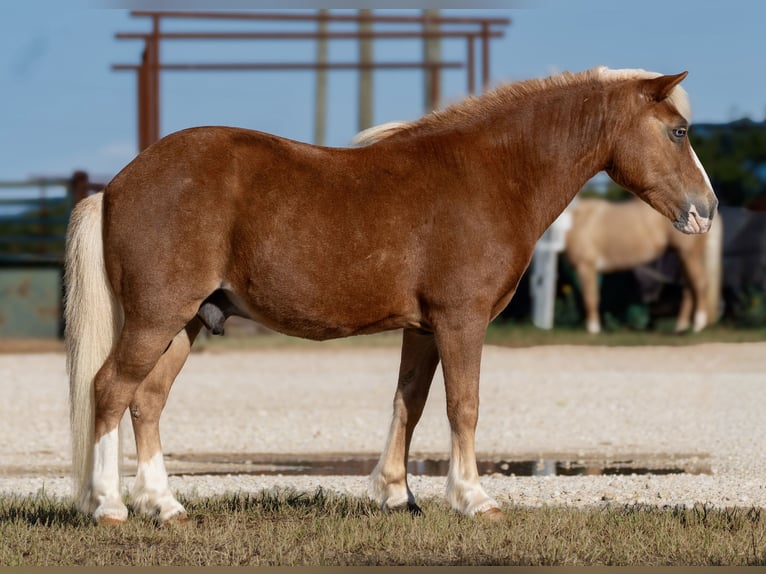 Meer ponys/kleine paarden Ruin 12 Jaar Palomino in Cisco